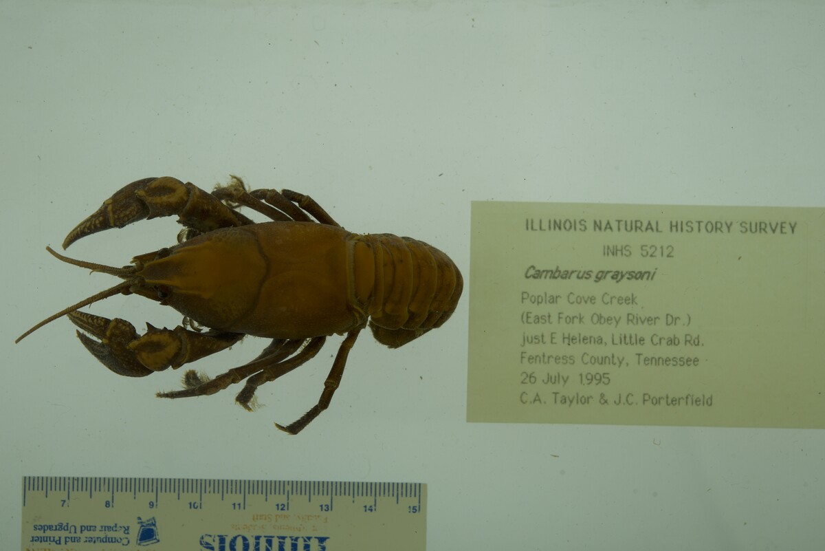 Cambarus graysoni image